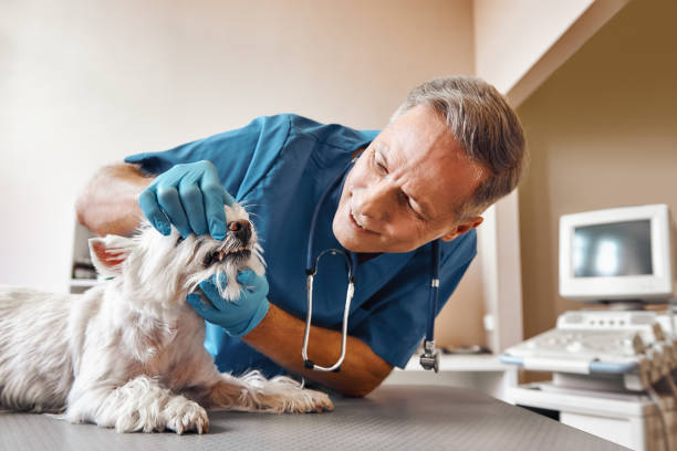 Best Emergency Dentist for Special Needs Patients in Barview, OR